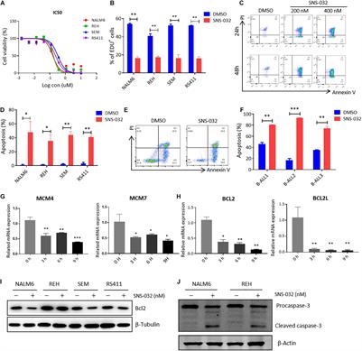 CDK9 Inhibitor Induces the Apoptosis of B-Cell Acute Lymphocytic Leukemia by Inhibiting c-Myc-Mediated Glycolytic Metabolism